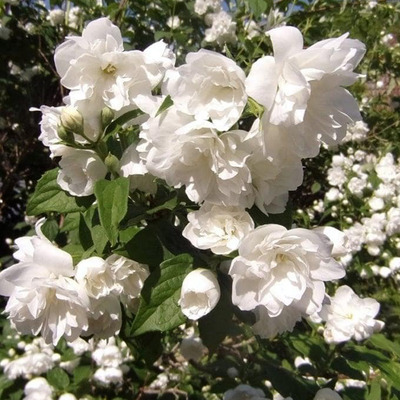Philadelphus x virginalis 'Schneesturm' Teltvir&aacute;g&uacute; jezs&aacute;men