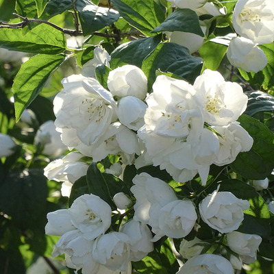 Philadelphus x virginalis 'Virginal' Teltvirágú jezsámen