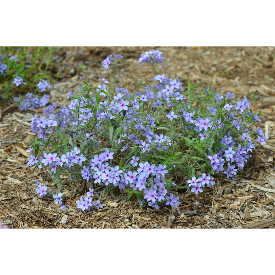 Lángvirág Phlox divaricata subsp. laphamii 'Chattahoochee'