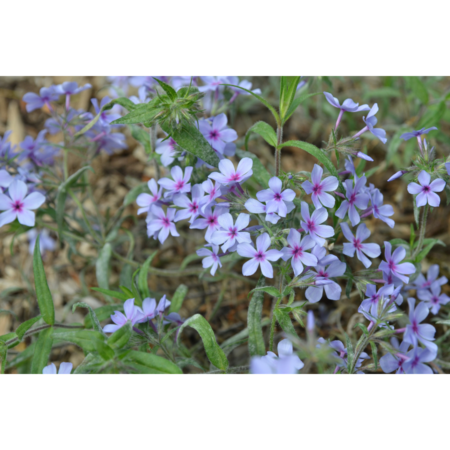 Lángvirág Phlox divaricata subsp. laphamii 'Chattahoochee'