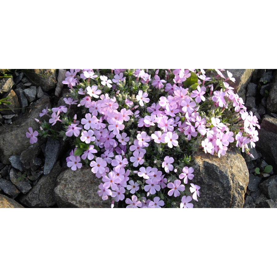 Törpe lángvirág Phlox douglasii 'Eva'