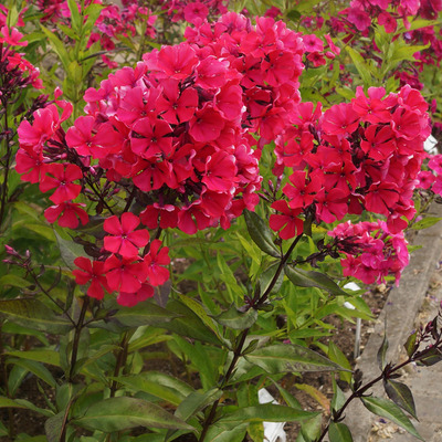 Phlox paniculata 'Spitfire' Bug&aacute;s l&aacute;ngvir&aacute;g