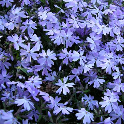 Phlox subulata 'Early Spring Lavender' &Aacute;rlevelű l&aacute;ngvir&aacute;g