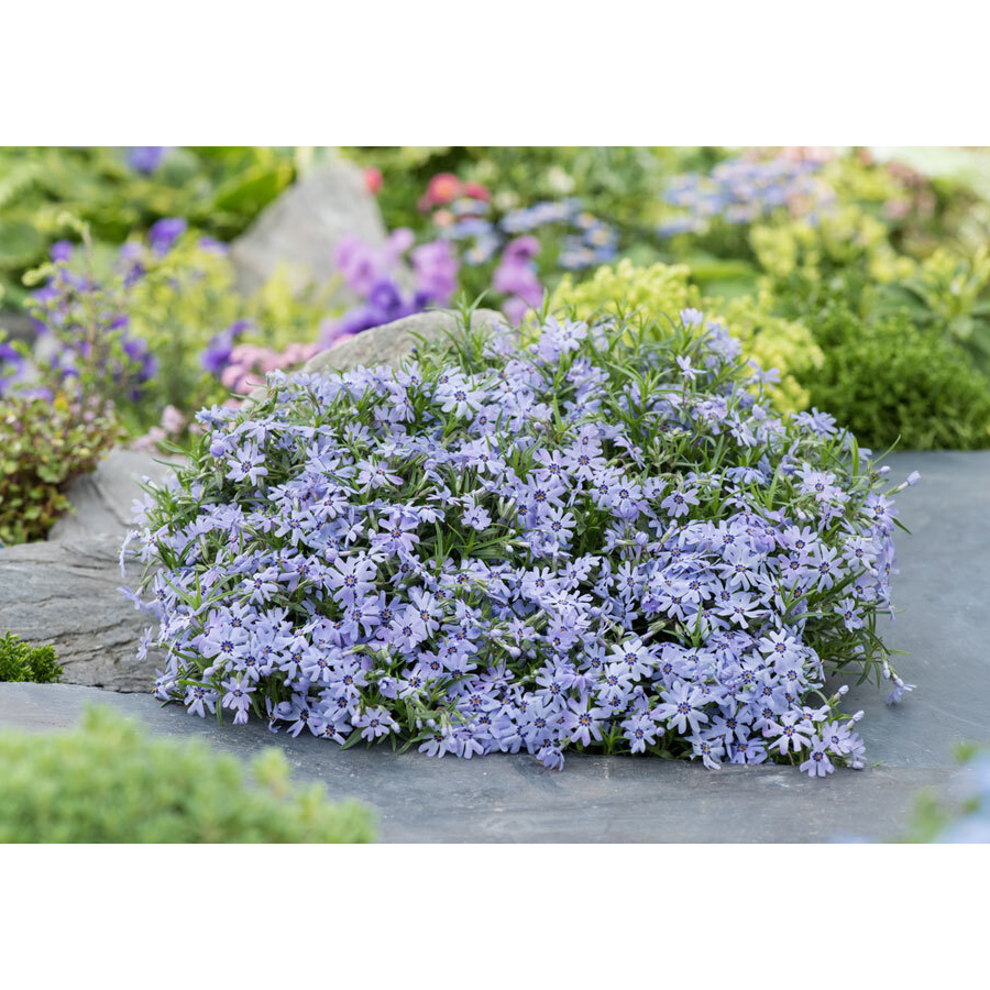 Phlox subulata 'Fabulous Blue Dark Center' Árlevelű lángvirág