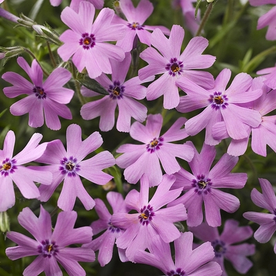 Phlox subulata 'Fort Hill' &Aacute;rlevelű l&aacute;ngvir&aacute;g
