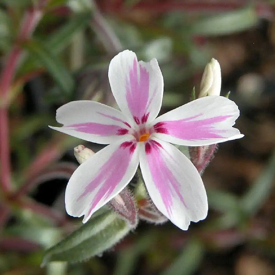 Árlevelű lángvirág Phlox subulata 'Kimono Pink White'