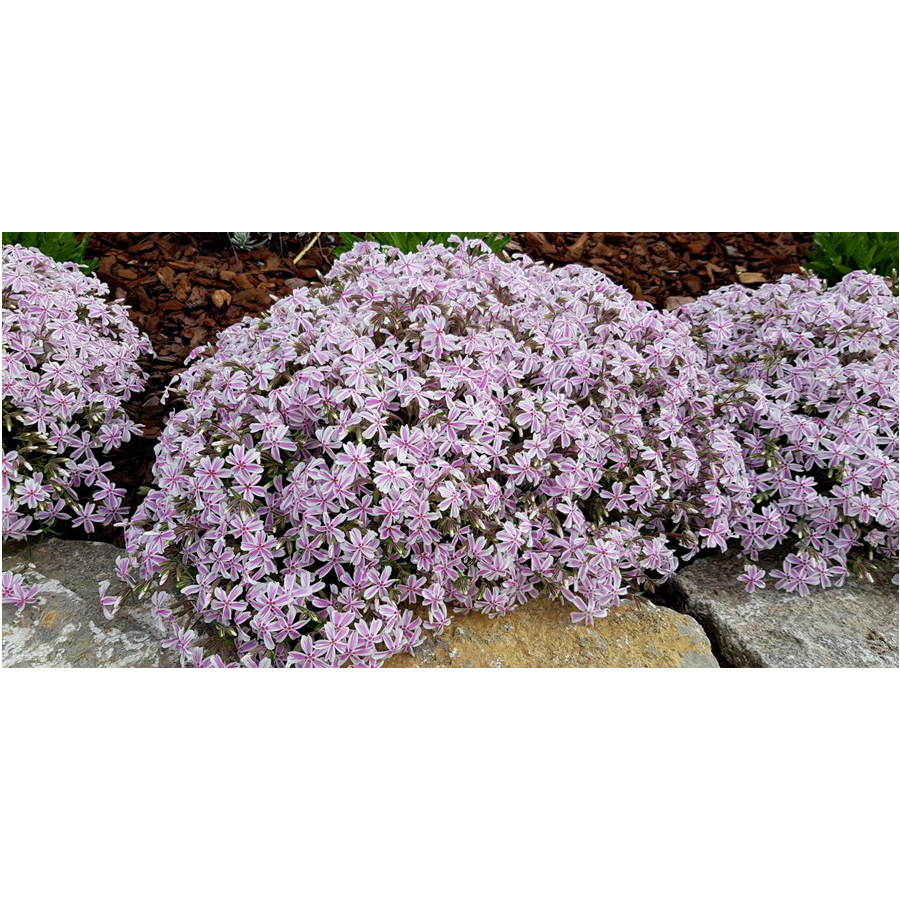 Phlox subulata 'Kimono Pink White' Árlevelű lángvirág