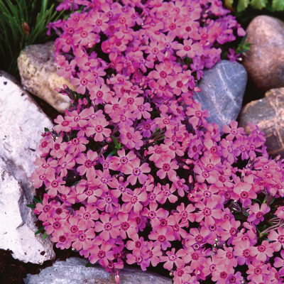 Phlox subulata 'Zwergenteppich' &Aacute;rlevelű l&aacute;ngvir&aacute;g