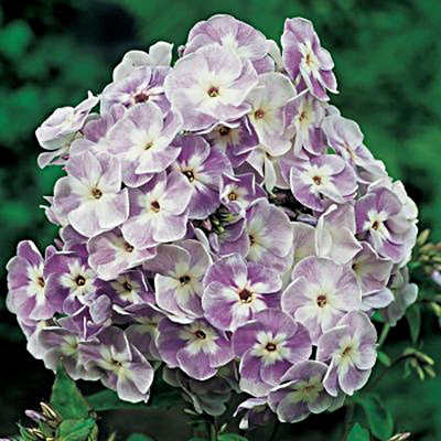 Phlox paniculata 'Katherine' Bugás lángvirág