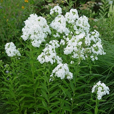 Phlox paniculata 'David' Bug&aacute;s l&aacute;ngvir&aacute;g