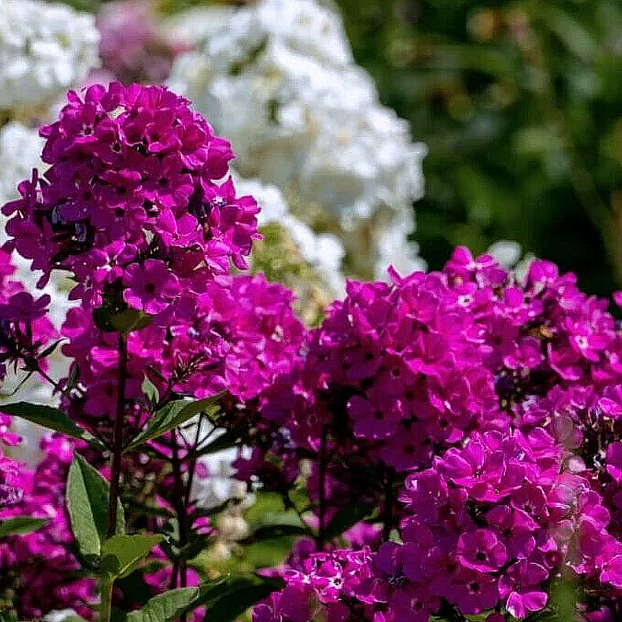 Phlox paniculata 'Magical Passion' Bug&aacute;s l&aacute;ngvir&aacute;g