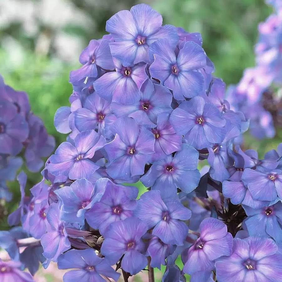Phlox paniculata 'Blue Paradise'  Bugás lángvirág
