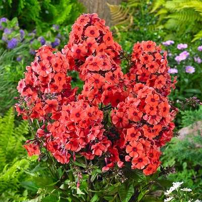Phlox paniculata 'Orange Perfection' Bug&aacute;s l&aacute;ngvir&aacute;g