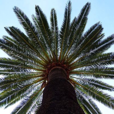 Phoenix canariensis Datolyapálma