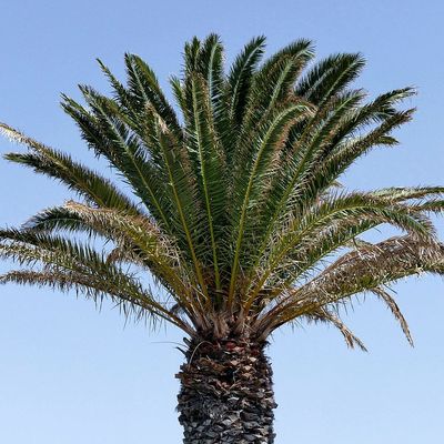 Datolyapálma Phoenix canariensis