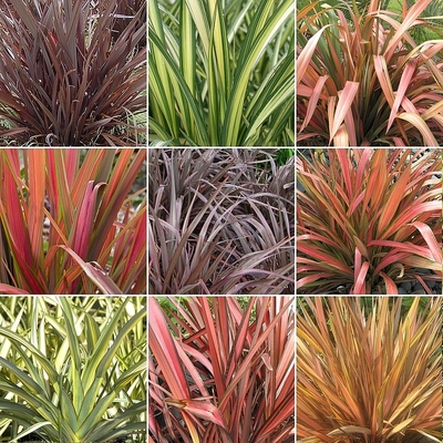 Phormium mix V&aacute;szonfű fajt&aacute;k