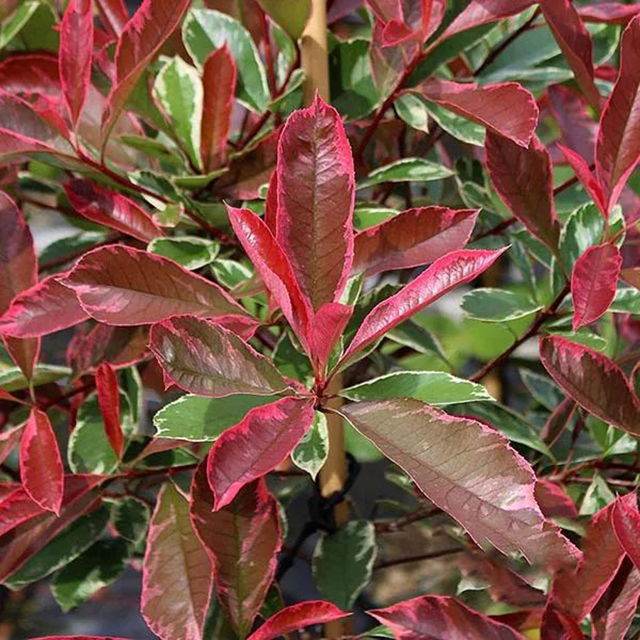 Tarka korallberkenye Photinia x fraseri 'Cassini'