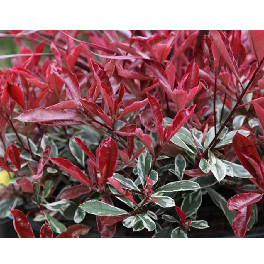 Tarka korallberkenye Photinia x fraseri 'Cassini'