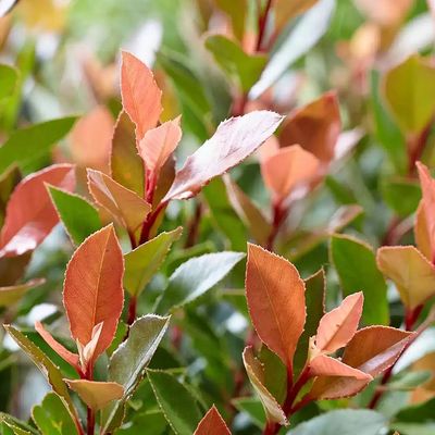 Photinia x fraseri 'Chico' T&ouml;rpe korallberkenye