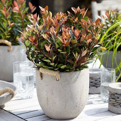 T&ouml;rpe korallberkenye Photinia x fraseri 'Chico'