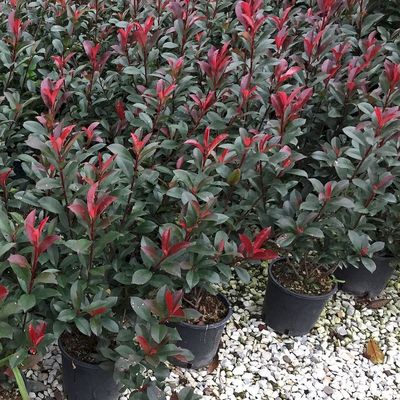 Photinia x fraseri 'Little Red Robin' Korallberkenye