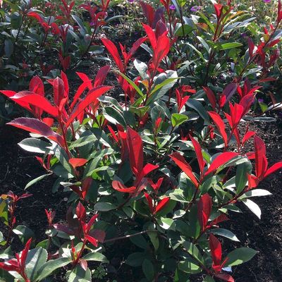 Korallberkenye Photinia x fraseri 'Carre Rouge'