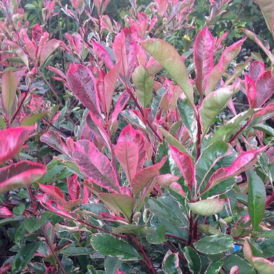 Photinia x fraseri 'Pink Marble' Tarka korallberkenye