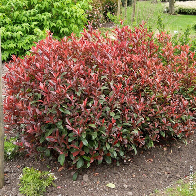 Photinia x fraseri 'Dinamo Red' Korallberkenye