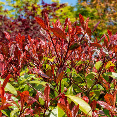 Photinia x fraseri Red Select Korallberkenye