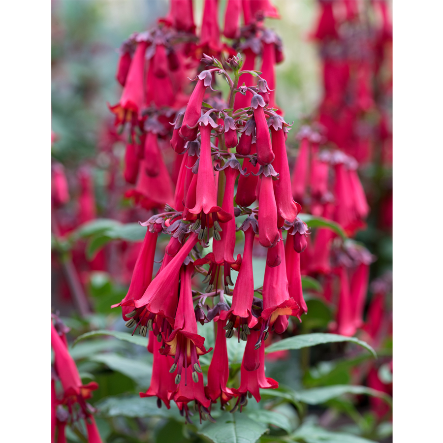 Foly&oacute;harang Phygelius&nbsp;&times;&nbsp;rectus 'Colorburst Deep Red'