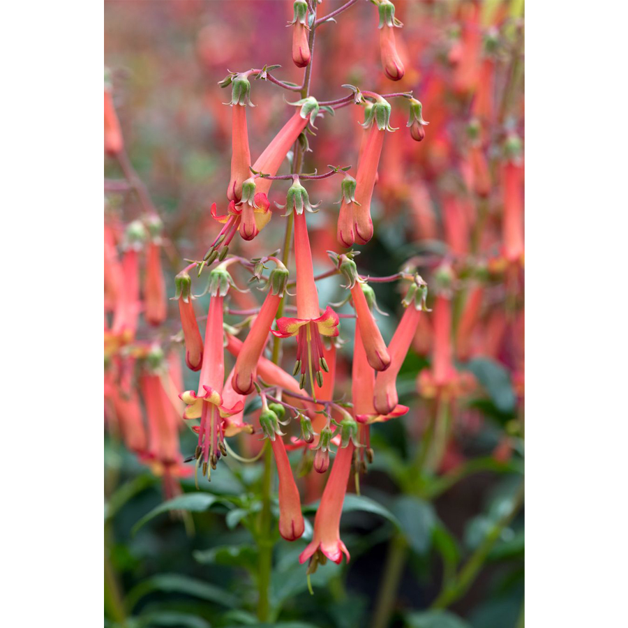 Foly&oacute;harang Phygelius&nbsp;&times;&nbsp;rectus 'Colorburst Orange'