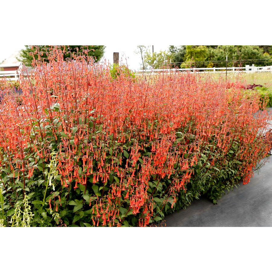 Foly&oacute;harang Phygelius&nbsp;&times;&nbsp;rectus 'Colorburst Orange'