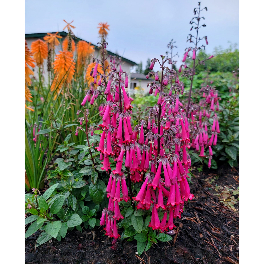 Foly&oacute;harang Phygelius&nbsp;&times;&nbsp;rectus 'Colorburst Rose'