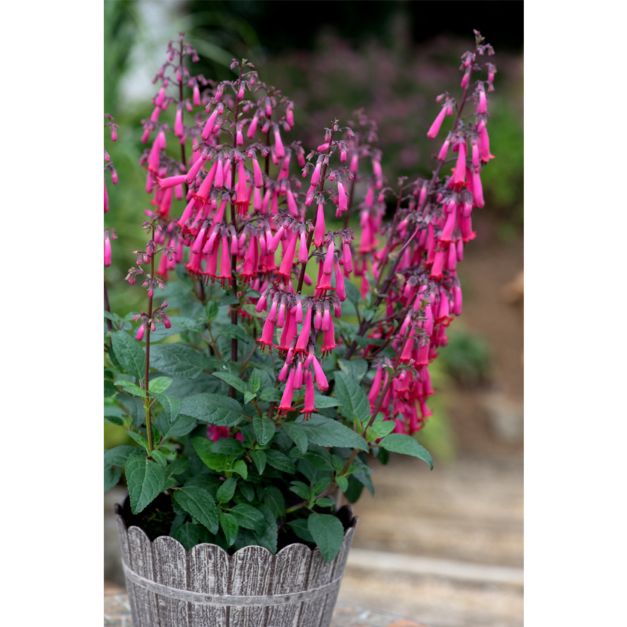 Foly&oacute;harang Phygelius&nbsp;&times;&nbsp;rectus 'Colorburst Rose'