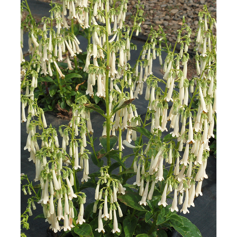 Foly&oacute;harang Phygelius&nbsp;&times;&nbsp;rectus 'Colorburst White'