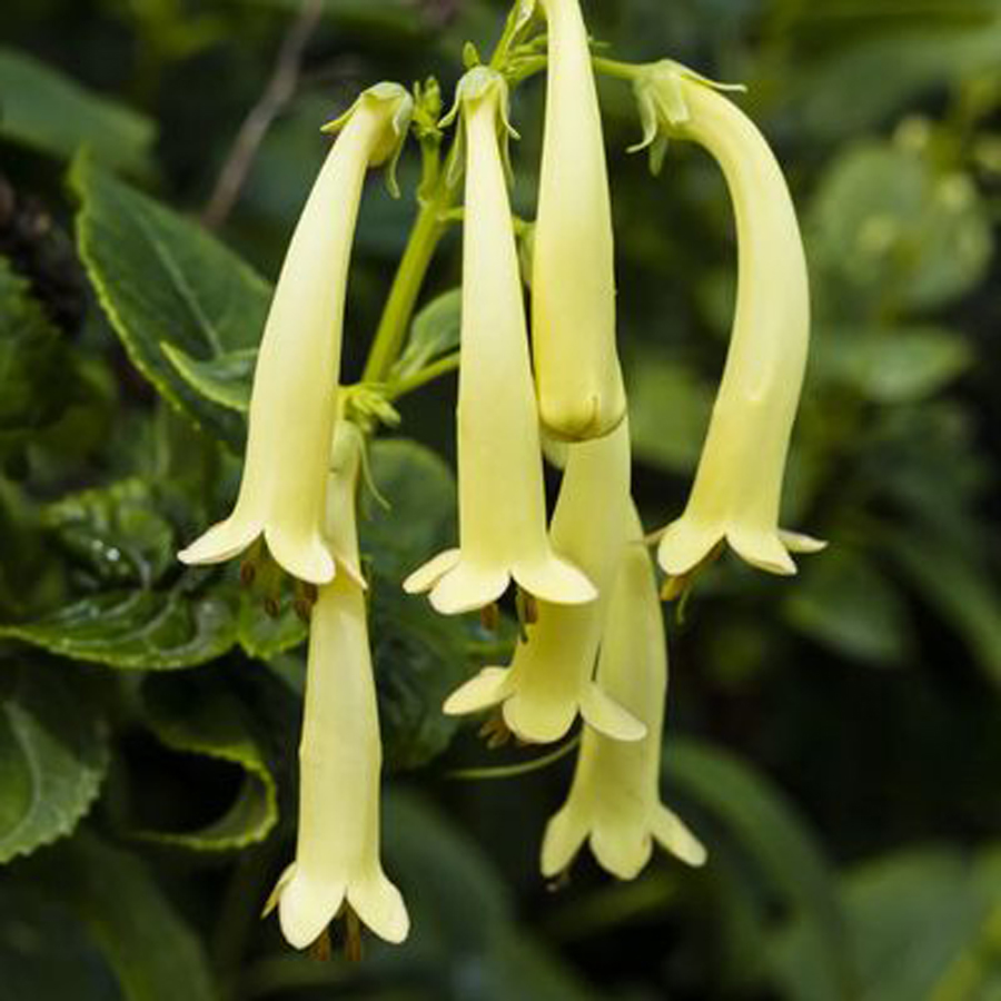 Phygelius&nbsp;&times;&nbsp;rectus 'Colorburst Yellow' Foly&oacute;harang