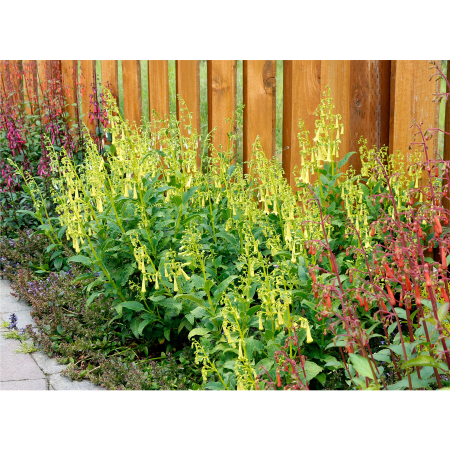 Foly&oacute;harang Phygelius&nbsp;&times;&nbsp;rectus 'Colorburst Yellow'