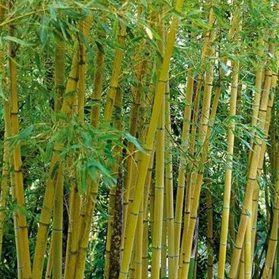 Phyllostachys aurea Arany bambusz