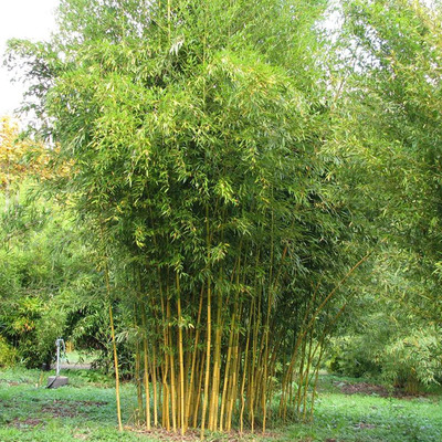 Arany bambusz Phyllostachys aurea