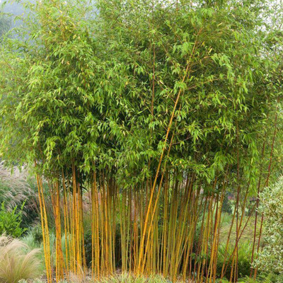 Aranyszárú bambusz Phyllostachys aureosulcata 'Aureocaulis'