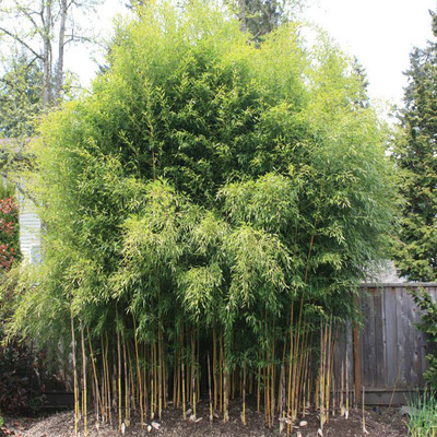 Aranycsíkos bambusz Phyllostachys aureosulcata 'Spectabilis'