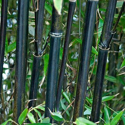 Feketeszárú bambusz Phyllostachys nigra