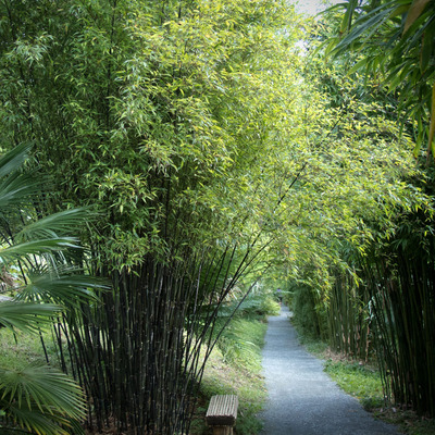 Feketeszárú bambusz Phyllostachys nigra