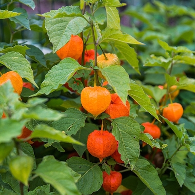 Physalis alkekengi Lampionvir&aacute;g
