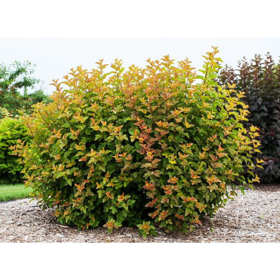 Physocarpus opulifolius 'Amber Queen' H&oacute;lyagvessző