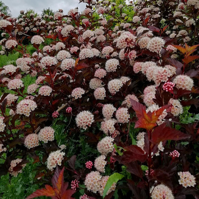 Physocarpus opulifolius 'Andre' H&oacute;lyagvessző