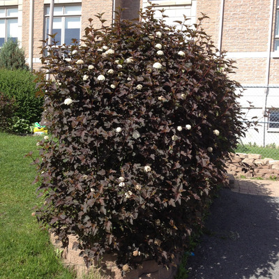 Physocarpus opulifolius 'Diabolo' Hólyagvessző