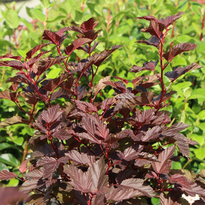 Physocarpus opulifolius 'Little Angel' Hólyagvessző