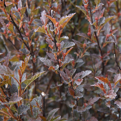 Hólyagvessző Physocarpus opulifolius 'Little Devil'