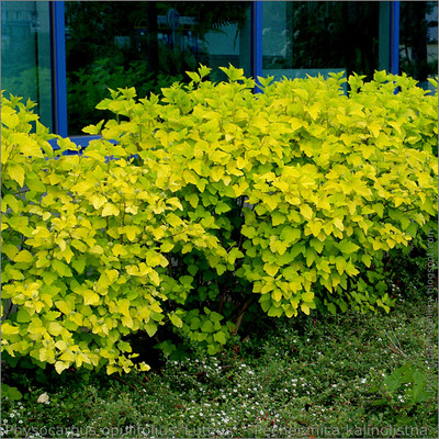 Physocarpus opulifolius 'Luteus' Hólyagvessző